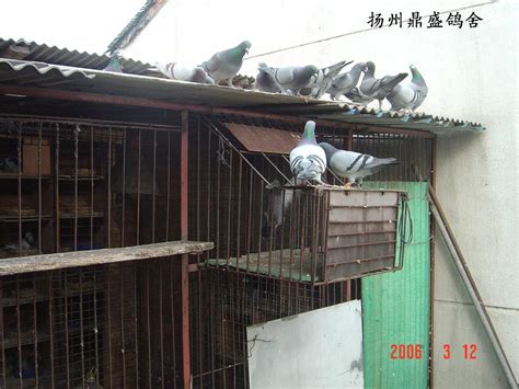 北京著名起来起军鸽舍(图)-信鸽园地-中国信鸽信息网
