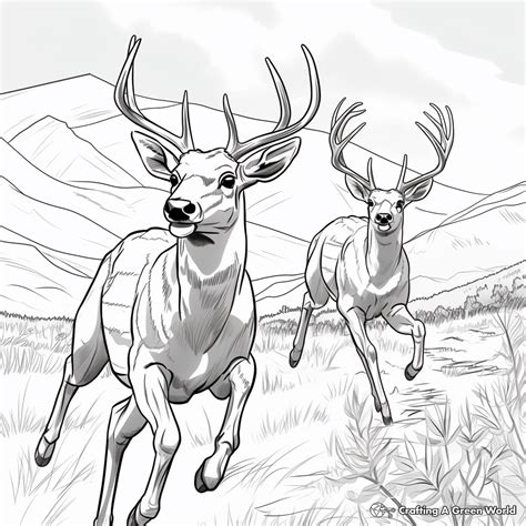 Mule Deer Coloring Page