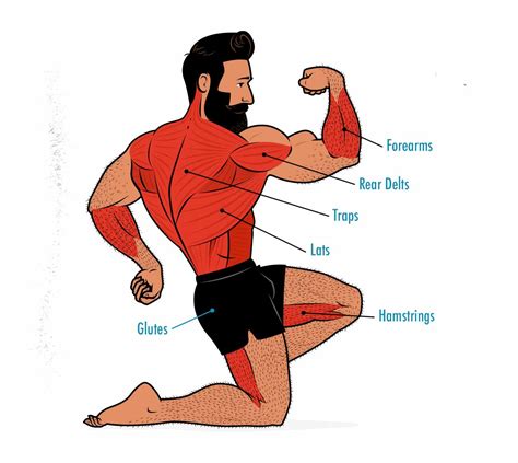 Image result for How Muscles Work Video