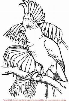 ausmalbilder kostenlos zum ausdrucken papageien pin gubik auf birds coloring vogel malvorlagen ausmalbilder kostenlos zum ausdrucken papageien pin gubik auf birds coloring vogel malvorlagen