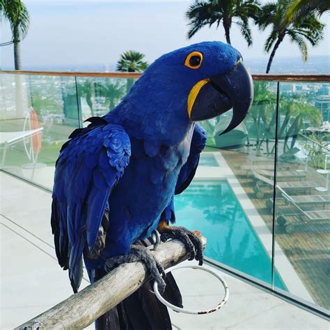 Buy Hyacinth Macaw Parrot - Baby Hyacinth Macaw Parrot For Sale