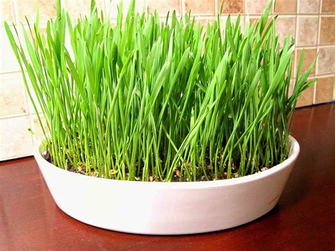 Creative Farmer Vegetable Seeds Cat Grass Wheat Grass Triticum Aestivum ...