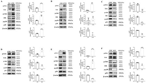 Scutellarin Alleviates Cuprizone-Induced Demyelination by Improving ...