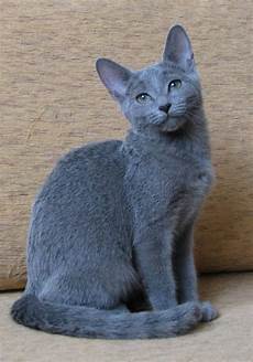 blue cats 83 best images about quot my russian blue cats quot on blue cats 83 best images about quot my russian blue cats quot on