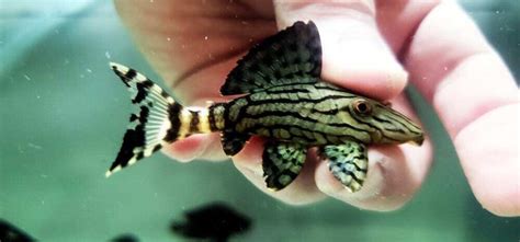 L191 PLECO Dull Eyed Royal Pleco | FRESHWATERAQUATICA
