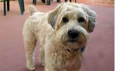 soft coated wheaten terrier haircut dog wheaten wheaten terrier haircut styles wheaten terrier haircut styles 600x375px wheaton terrier soft coated wheaten terrier haircut dog wheaten wheaten terrier haircut styles wheaten terrier haircut styles 600x375px wheaton terrier