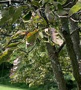 Image result for Dogwood Tree with Aphid Infestation