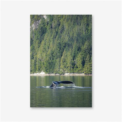 Whale's Farewell — Ryan Tidman