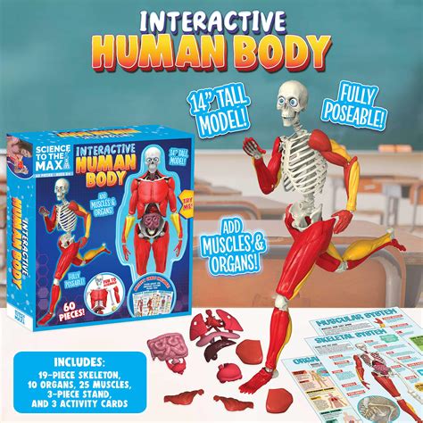 Buy Be Amazing! Toys Interactive Human Body - 60 Piece Fully Poseable ...
