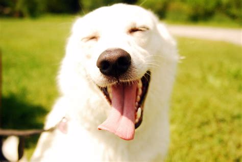 Laughing Dog Wallpapers - Top Free Laughing Dog Backgrounds ...