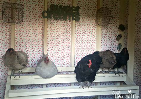 How High Should Roosting Bars Be In A Chicken Coop at Annabelle Raggatt ...