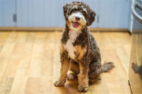 Bernedoodle Ma's - DOODLES OF OZ