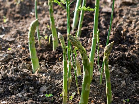 Propagating Asparagus Plants - Growing Asparagus From Seeds Or Division ...