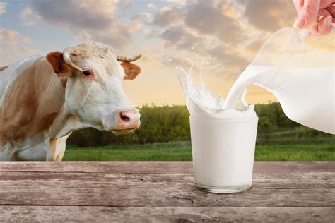 DÍA MUNDIAL DE LA LECHE 2018 - Vacuno de élite | Pasión por las vacas