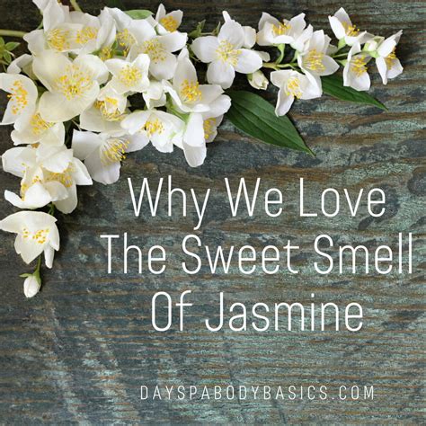 Why We Love The Sweet Smell Of Jasmine - DAYSPA Body Basics Store - what is the smell of jasmine