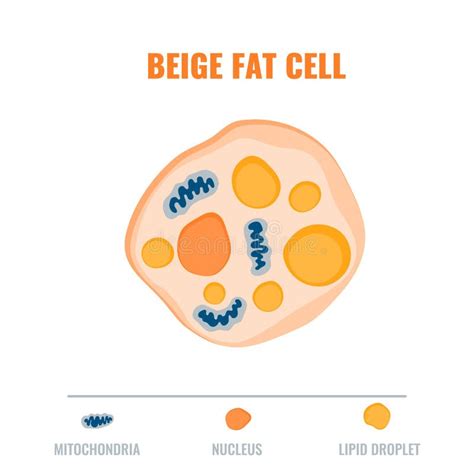 Fat Cell Structure 的图像结果