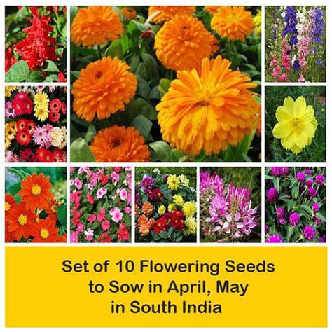 Buy Month Wise Gardening online from Nurserylive at lowest price.