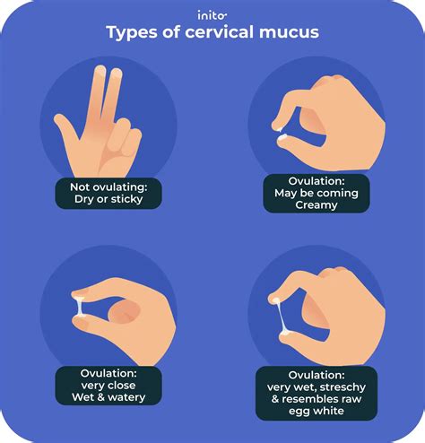 Cervical Mucus During Ovulation