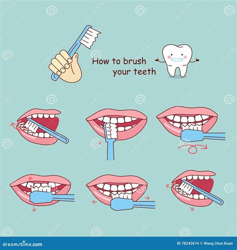 How to brush your teeth, stock vector. Illustration of brush - 78242674