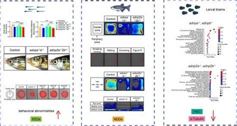 Genetic and Environmental Factors Co-Contributing to Behavioral ...