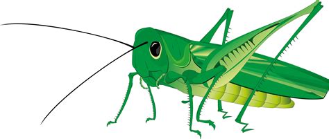 Grasshopper Clipart | Free download on ClipArtMag