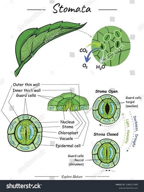 The Vital Purpose Of Stomata: How Plants Breathe And Regulate