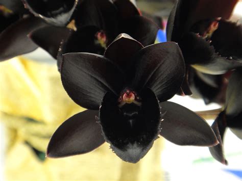 Meaning Of The Black Orchid Flower | Best Flower Site