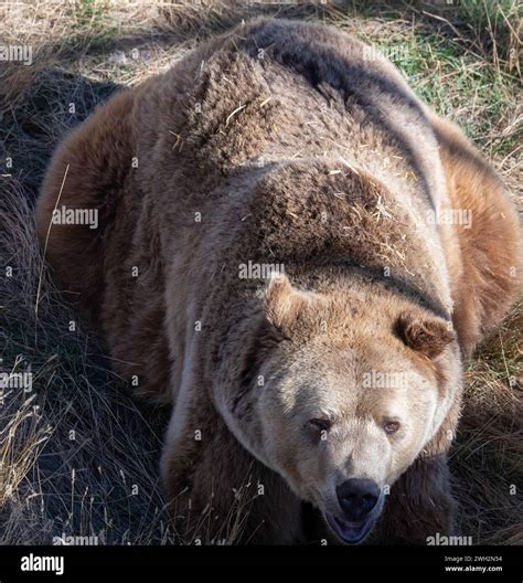 Keenesburg, Colorado - A grizzly bear (Ursus arctos horribilis) at the ...