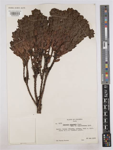 Monticalia stuebelii (Hieron.) C.Jeffrey | Plants of the World Online ...