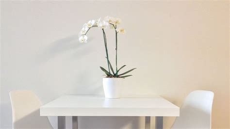 Wallpaper flowers, table, chairs, aesthetics, interior, white hd ...