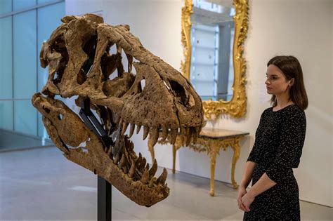 T. Rex Skull Found in South Dakota Expected to Fetch $15-$20M | Entrepreneur