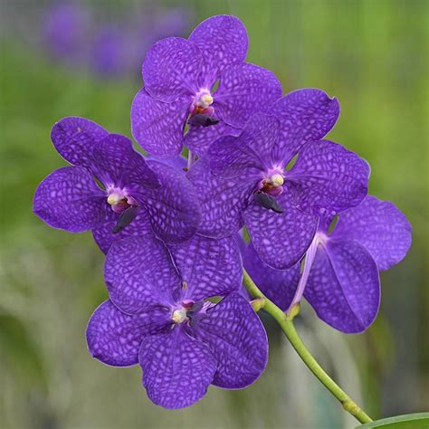 Dark Purple Vanda Orchids – 5 Premium Fresh Flowers for Decorations ...