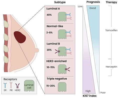 The Triple Adipose-Derived Stem Cell Exosome Technology as a Potential ...