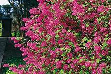 schnellwachsende pflanze als sichtschutz pflanzen f 252 r hecken hecken ratgeber garten schl 252 ter schnellwachsende pflanze als sichtschutz pflanzen f 252 r hecken hecken ratgeber garten schl 252 ter