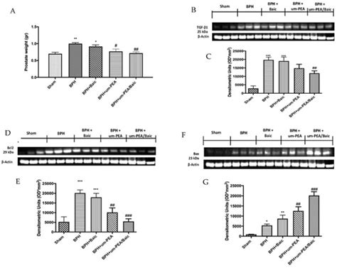 Palmitoylethanolamide/Baicalein Regulates the Androgen Receptor ...