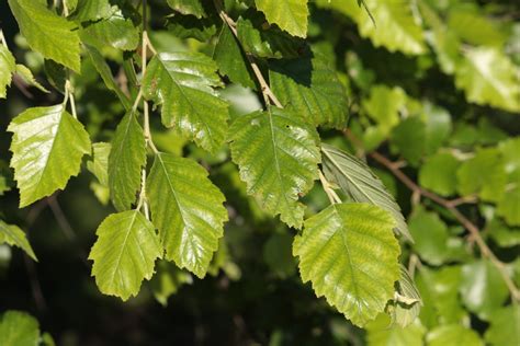 River Birch Tree Care and Growing Tips - Birds and Blooms