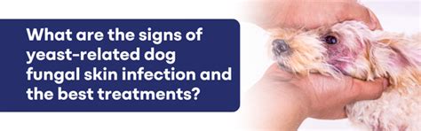 What Are the Signs of Yeast-Related Dog Fungal Skin Infection and the ...