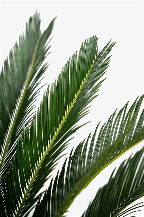 King Sago Palm Tree For Sale Online | The Tree Center