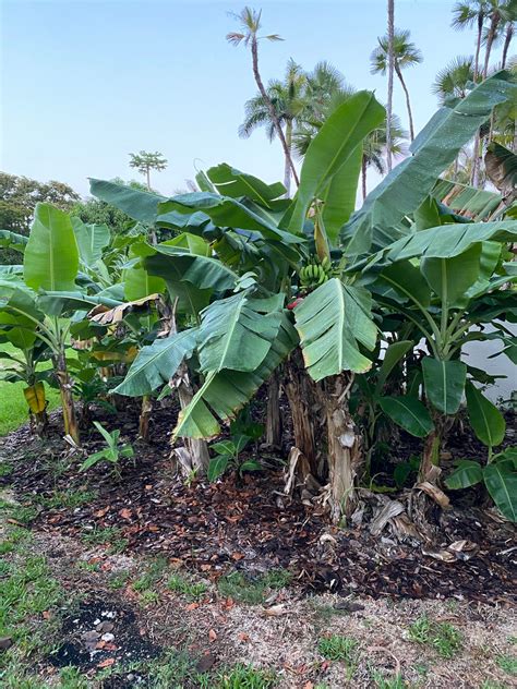 Banana Fruit Tree