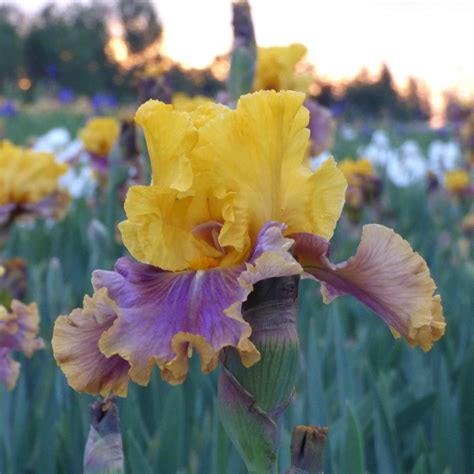 Bearded Iris - In Living Color | Fall Flower Bulbs | Eden Brothers