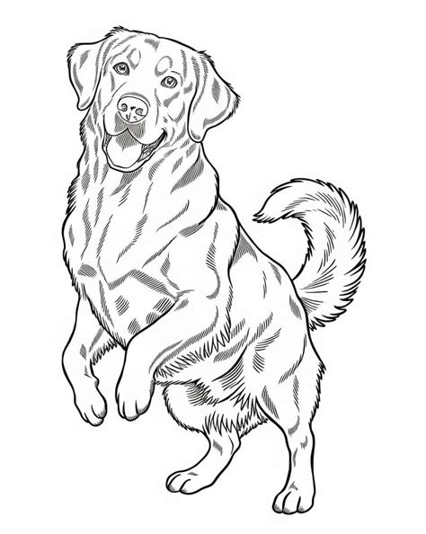 Drawing of Golden Retriever coloring page - Download, Print or Color ...