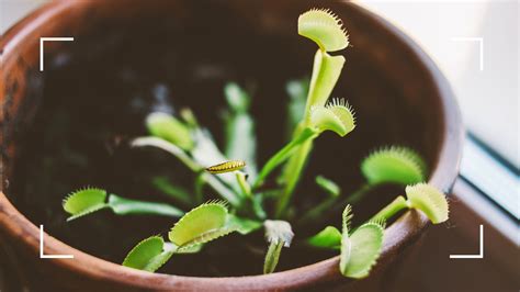 How to care for a Venus Fly Trap – an expert guide | Woman & Home