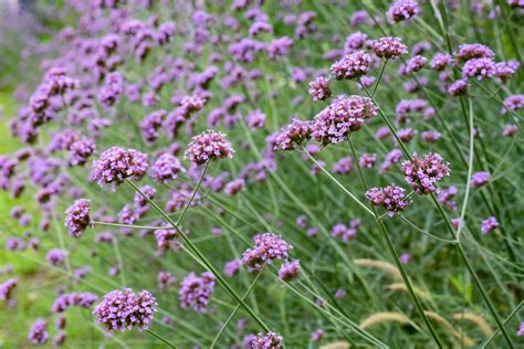 Bedding Plants Verbena at Ben Waterbury blog