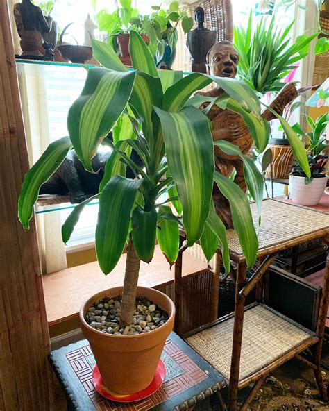 Corn Plant (Dracaena Fragrans): Care and Growing Guide | Corn plant ...