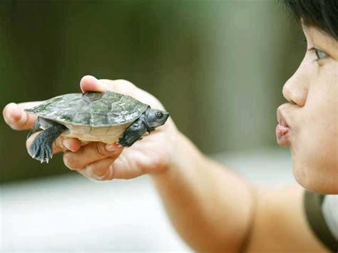 August 8, 2014 - River Terrapin turtles shown at the first's breeding ...