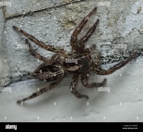 Pantropical Jumping Spider (Plexippus paykulli Stock Photo - Alamy