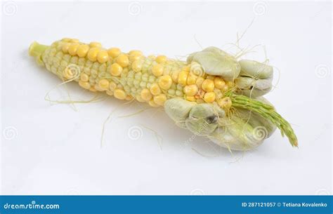 Corn Fungus Poisonous at Robert Speirs blog