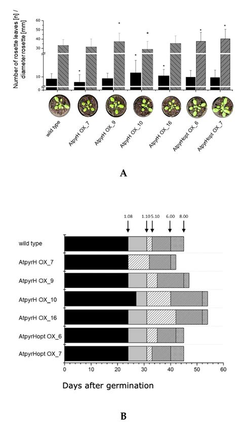 Chlorinated Auxins—How Does Arabidopsis Thaliana Deal with Them?