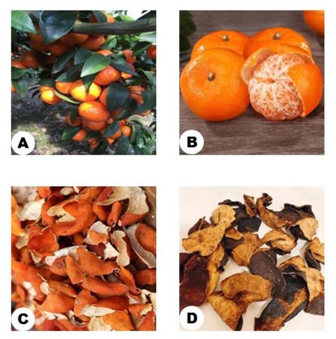 Mechanism of Citri Reticulatae Pericarpium as an Anticancer Agent from ...
