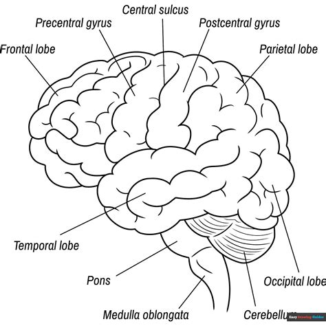 Brain Diagram | Brain diagram, Coloring pages, Cartoon coloring pages